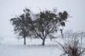 Bäume im Schneetreiben
